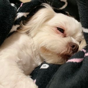 Meet your Posher, Shira